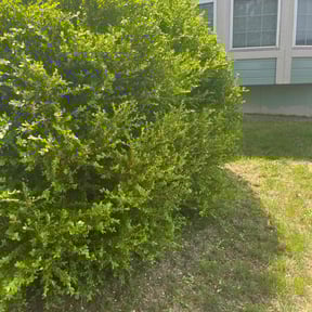 Bush Trimming by Tulsa Lawn Care reviewed on October 14, 2022
