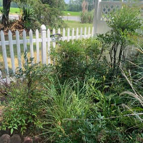 Bush Trimming by Fiers & Son’s Lawn Care and Pressure Washing reviewed on April 10, 2025
