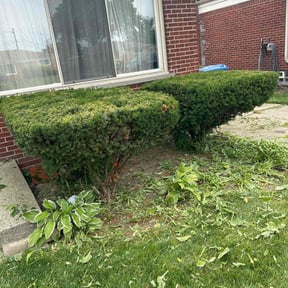 Bush Trimming by Jolo property Management reviewed on April 29, 2022