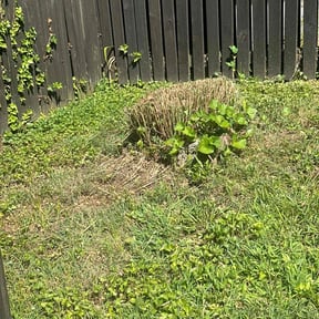 Bush Trimming by BRDOC - Lawn Care reviewed on April 14, 2022