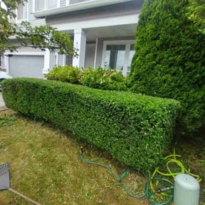 Bush Trimming by Bowles lawn care reviewed on June 21, 2022