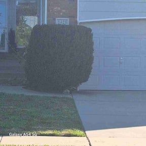 Bush Trimming by Fine Cut Landscaping LLC reviewed on June 30, 2022
