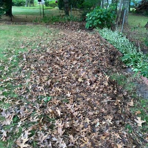 Leaf Removal by Daniel's lawn care service LLC reviewed on July 21, 2022