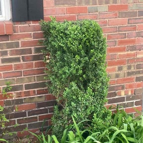 Bush Trimming by Salone Lawn & Tree Service LLC. reviewed on September 22, 2021
