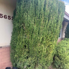 Bush Trimming by Flores Garden Landscapes reviewed on April 12, 2025