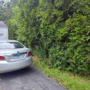 Bush Trimming by Brett's Lawn Service reviewed on June 13, 2022