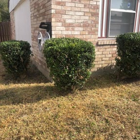 Bush Trimming by Grass advanced reviewed on September 16, 2024