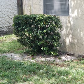 Bush Trimming by Stephenson's Landscaping reviewed on June 3, 2022