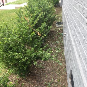 Flower Bed Weeding by Peaks Property Maintenance reviewed on July 13, 2022