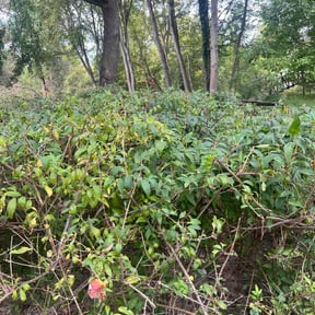 Bush Trimming by Platinum Landscape reviewed on May 20, 2022