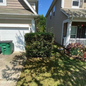 Bush Trimming by Verde Garden LLC. reviewed on July 17, 2024