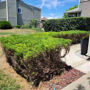 Bush Trimming by MLV reviewed on June 1, 2022