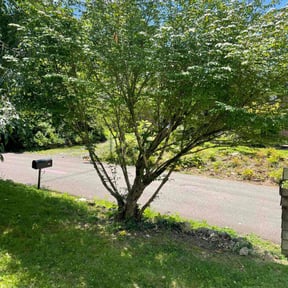 Bush Trimming by DC Painters and More reviewed on July 10, 2022