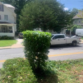 Bush Trimming by L&m llc reviewed on March 13, 2025