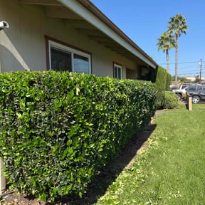 Bush Trimming by BD's Platinum Lawncare LLC reviewed on July 15, 2022