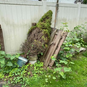 Bush Trimming by Lawnicure reviewed on December 24, 2024