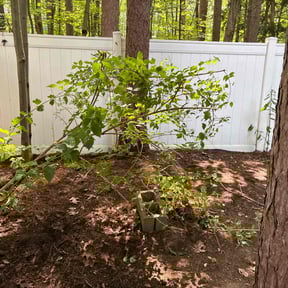 Bush Trimming by Fresh cut reviewed on May 30, 2025