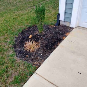 Flower Bed Weeding by limpiezas Irving reviewed on June 23, 2025