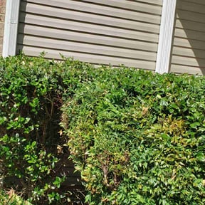 Bush Trimming by Quick Cutz Lawn Care. reviewed on March 12, 2025