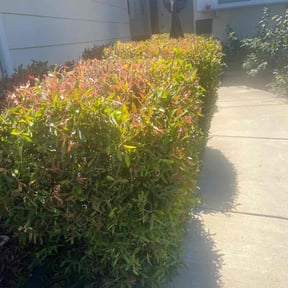 Bush Trimming by SGP Lawn Services reviewed on November 28, 2023