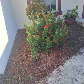 Flower Bed Weeding by SK Services reviewed on May 29, 2022
