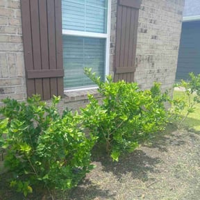 Flower Bed Weeding by Alexis perez reviewed on March 8, 2025