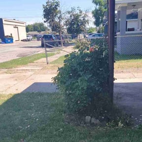 Bush Trimming by G3 Concrete LLC. (Concrete, Lawn & Snow Clearing Services) reviewed on June 18, 2020