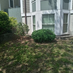 Bush Trimming by EV Great Valley Landscaping,LLC. reviewed on July 13, 2022