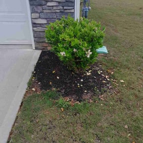 Bush Trimming by Guadalupe reviewed on October 8, 2024