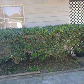 Bush Trimming by Creative Edge lawn & Landscape reviewed on May 26, 2022