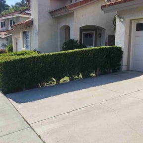 Bush Trimming by Armando’s Landscaping reviewed on June 30, 2022