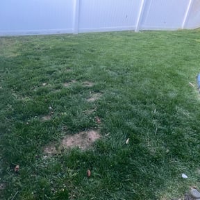 Landscaping by CKA Smith Group, LLC reviewed on May 26, 2025
