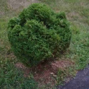 Bush Trimming by Lightning Lawn Care Services reviewed on July 1, 2022