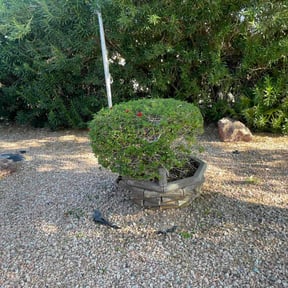 Bush Trimming by Kiko Lawn Care reviewed on November 30, 2023