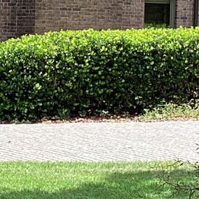 Bush Trimming by Rashard Durant reviewed on April 26, 2022