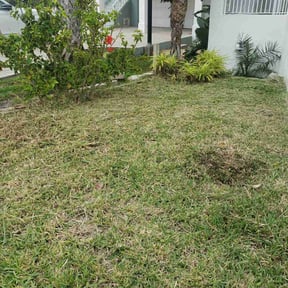 Weed Pulling by C&S lawncare services reviewed on March 21, 2022