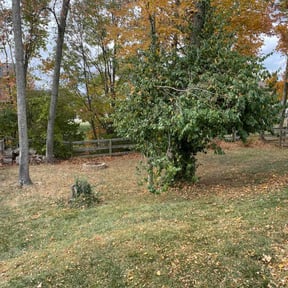 Leaf Removal by KeyBoy Entertainment reviewed on July 30, 2025