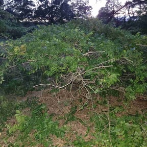 Bush Trimming by Poetry In Motion, LLC reviewed on November 12, 2021