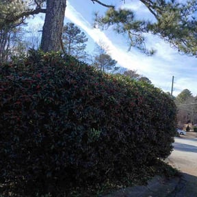 Bush Trimming by Vatter's Landscape and Construction reviewed on May 13, 2021