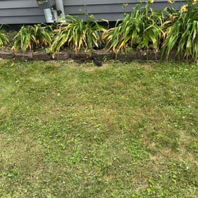 Flower Bed Weeding by Walt's Lawn Care reviewed on April 27, 2022