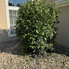 Bush Trimming by Black horse reviewed on August 8, 2025