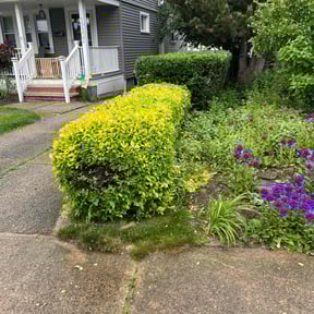 Bush Trimming by Value Lawn Care reviewed on April 15, 2025