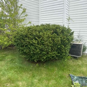Bush Trimming by VSL Lawn Service reviewed on April 30, 2022