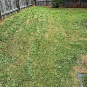 Bush Trimming by LSLTDallas/FortWorthTruGreen reviewed on June 17, 2025