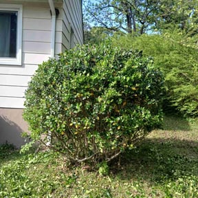 Bush Trimming by FRL Landscaping reviewed on May 11, 2022