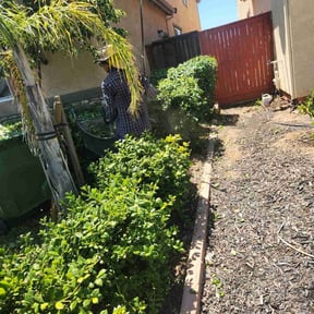 Bush Trimming by Deal's Lawn Maintenance reviewed on July 27, 2022