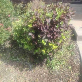 Bush Trimming by KingWay outdoor/inside lawn service, flowersbeds,pressure wash,painter reviewed on May 30, 2022