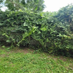 Bush Trimming by GreenLand Landscaping LLC reviewed on June 8, 2022