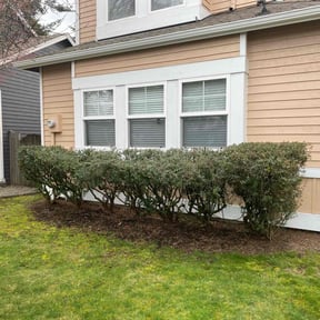 Bush Trimming by Amazon Lawn and Landscape reviewed on November 23, 2022