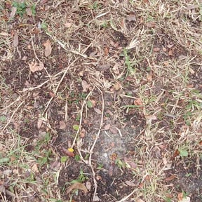 Leaf Removal by Quality cuts lawn and landscaping reviewed on August 9, 2024